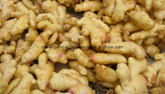 They Sold Frozen Vegetables, Ginger, Garlic and Other Products Refined From Organic, Natural and Pollution-Free Fresh and High-Quality Vegetables Directly